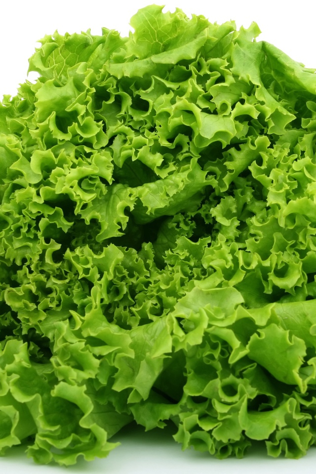 Зеленые свежие листья салата на белом фоне