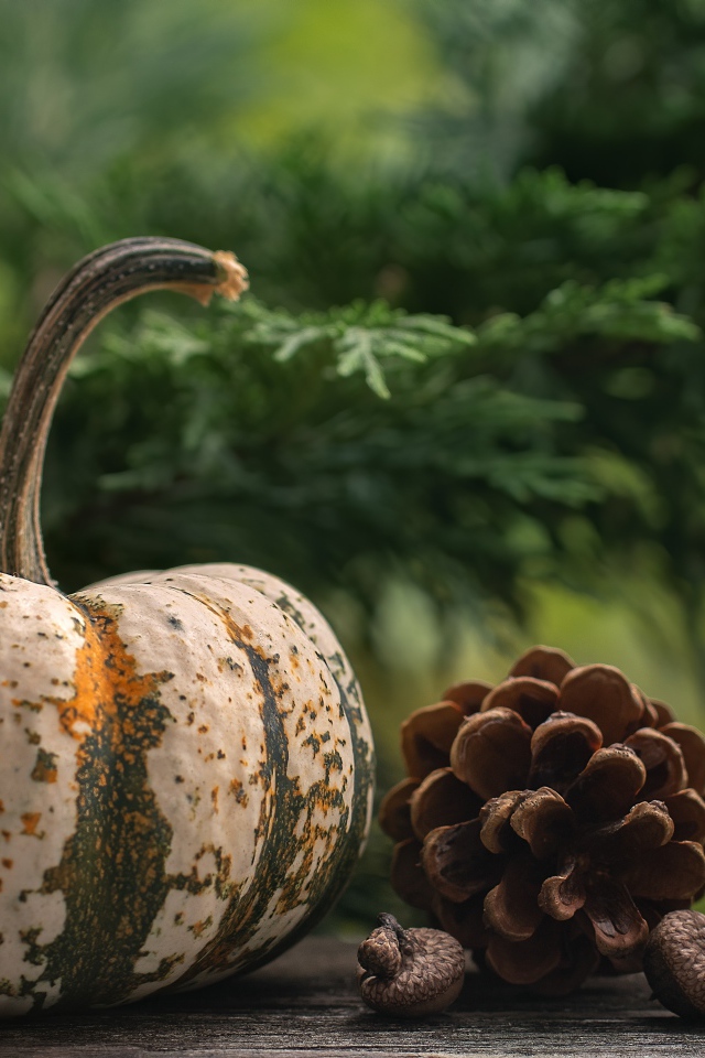 Большая тыква с шишками на столе 