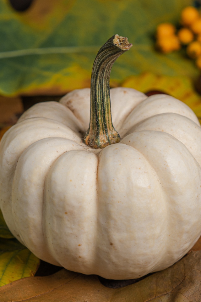 Большая белая тыква на столе с каштанами и рябиной 