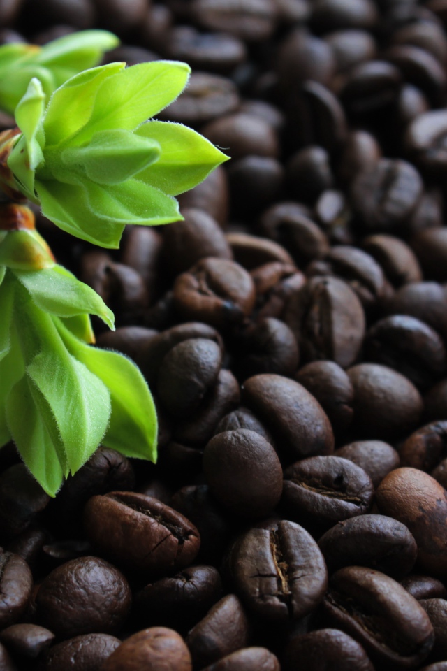 Много обжаренных кофейных зерен с веткой с зелеными листьями