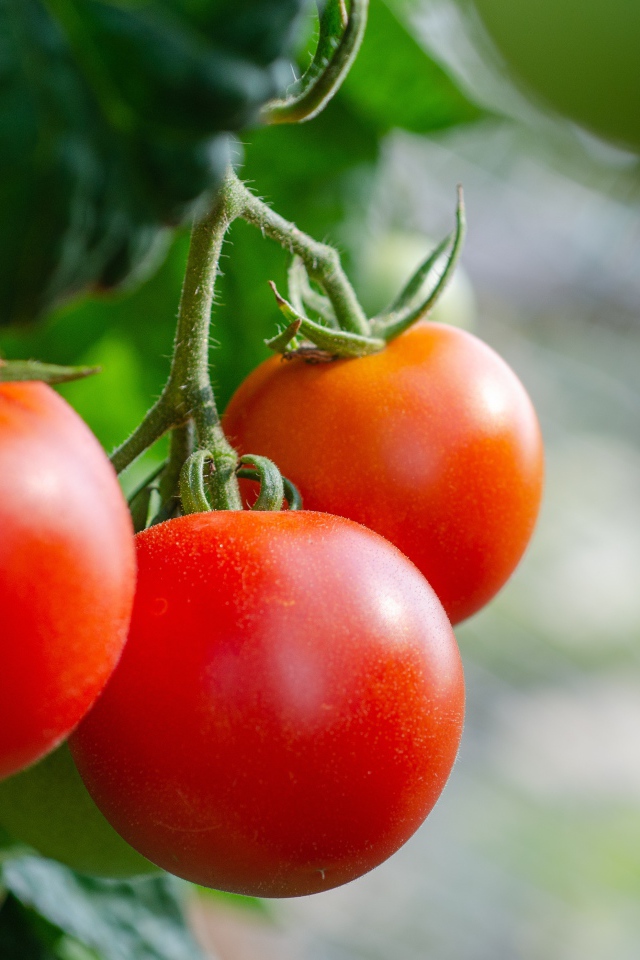 Красные помидоры на ветке  