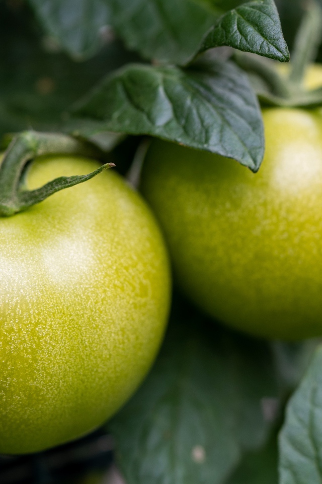 Два зеленых помидора на грядке