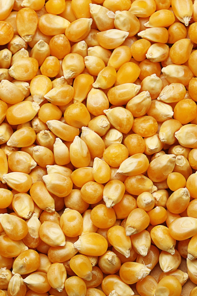 Желтые кукурузные зерна крупным планом 