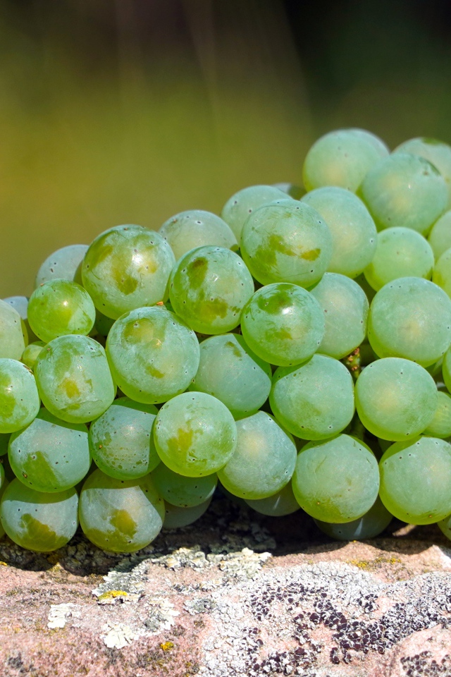 Гроздь зеленого винограда лежит на камне