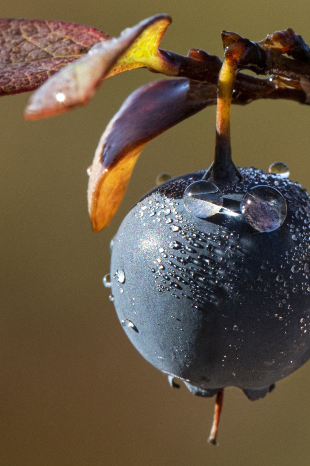 Синяя ягода на ветке в каплях росы