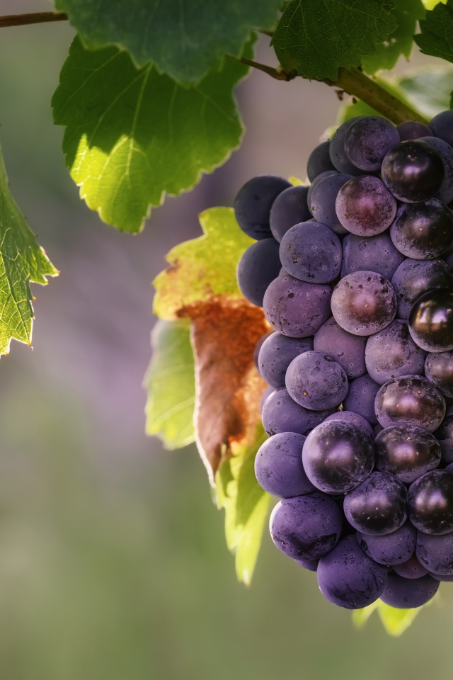 Гроздь синего винограда в зеленых листьях 