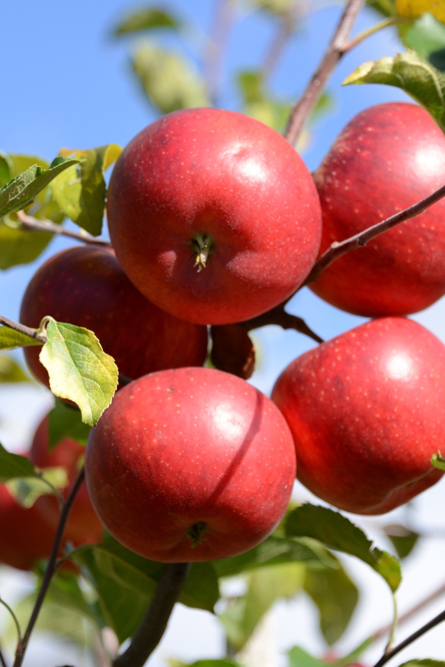 Много красных яблок в зеленых листьях 