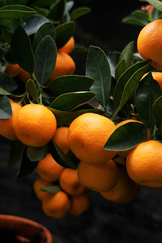 Много спелых плодов мандарина на дереве 