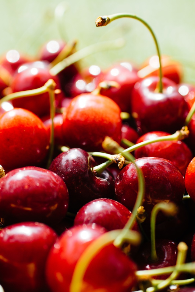 Много спелых ягод красной черешни 