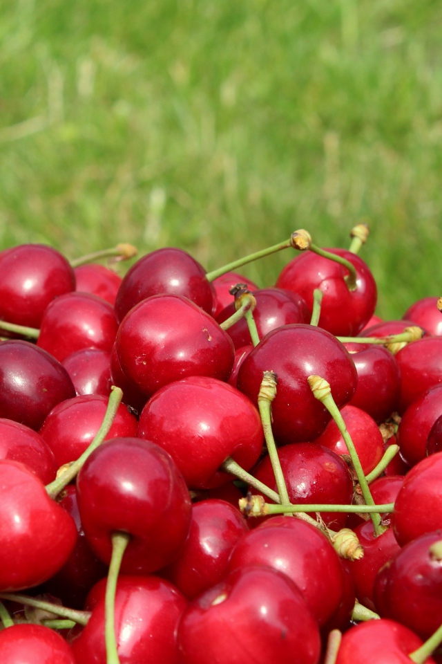 Красные черешни на фоне зеленой травы 
