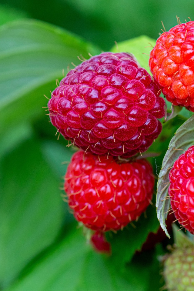 Спелая сочная красная малина на ветке 