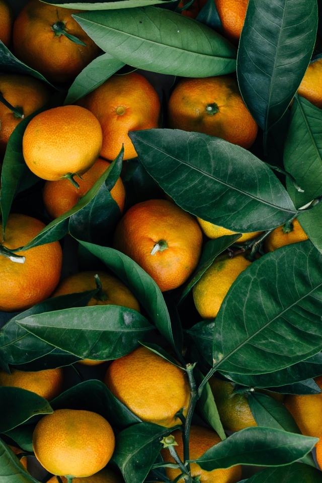 Спелые оранжевые плоды мандарина с зелеными листьями