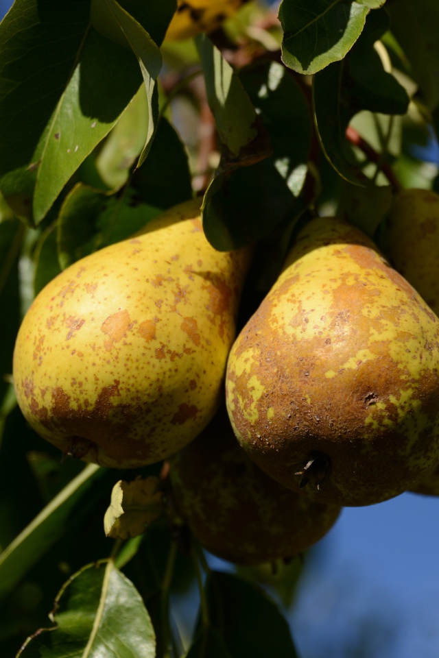 Спелые груши на дереве в зеленых листьях 