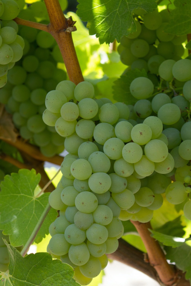 Спелый белый виноград на гроздьях 