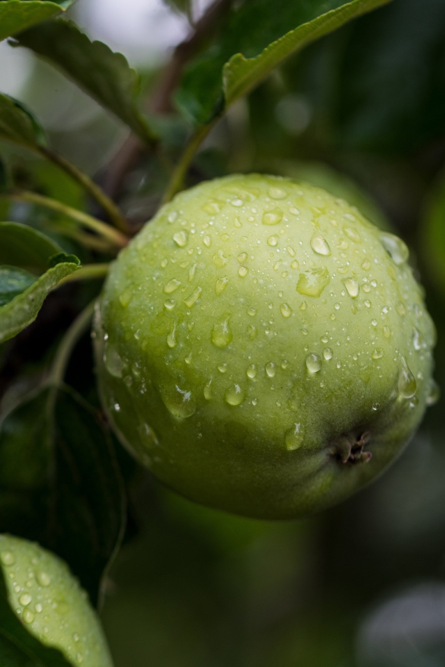 Мокрое зеленое яблоко с листьями на дереве 