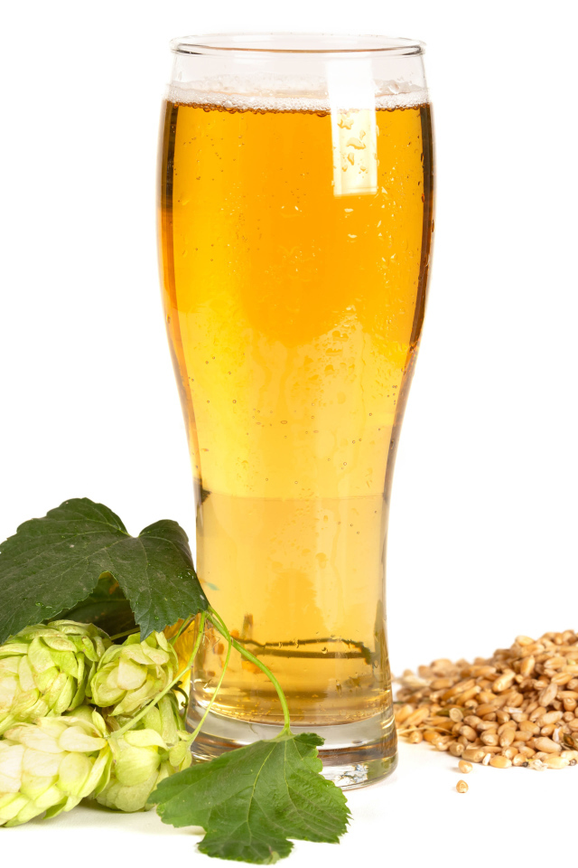 Бокал холодного пива на белом фоне с хмелем и зернами пшеницы