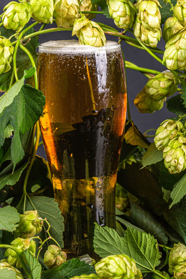 Бокал холодного пива с шишками хмеля на сером фоне