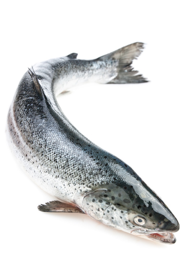 Большая свежая рыба форель на белом фоне
