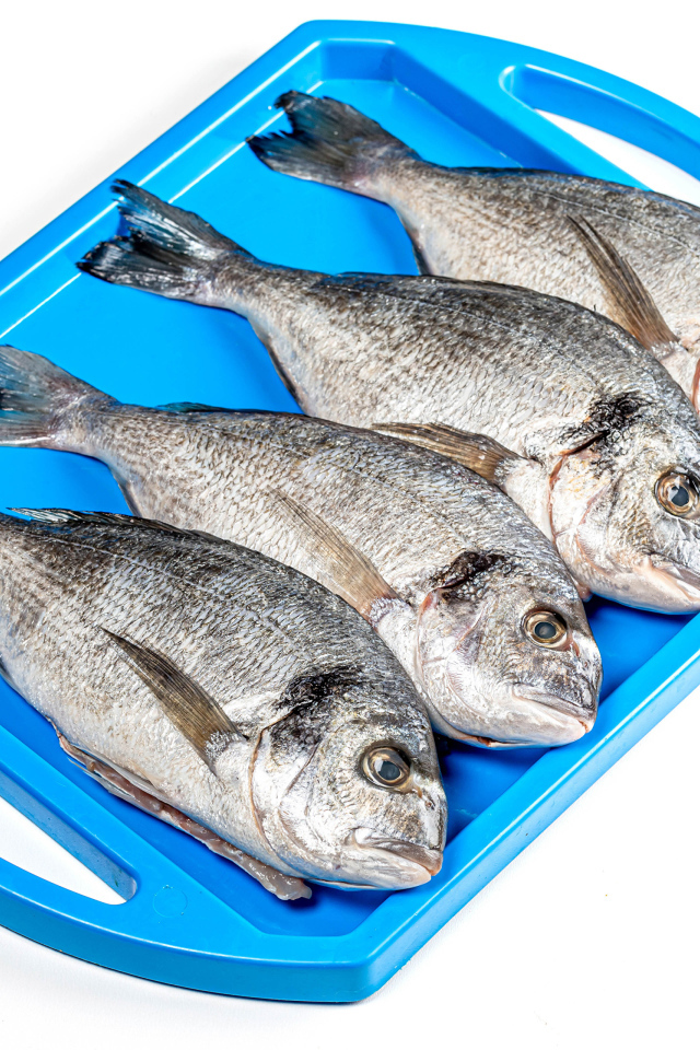 Fresh fish on a blue tray on a white background