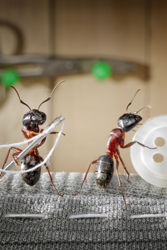 Три муравья пришивают пуговицу