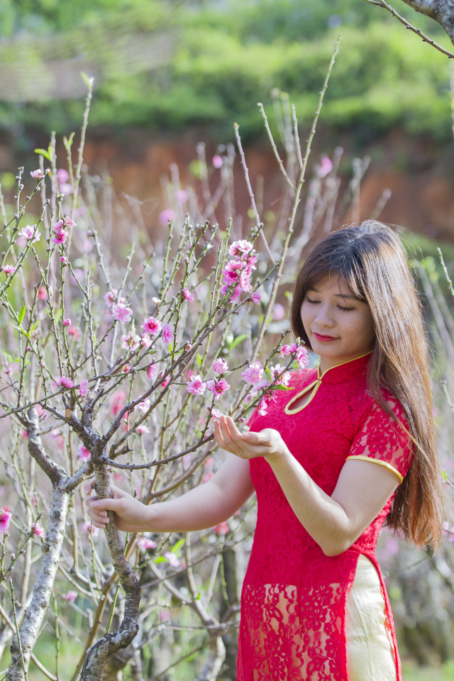 Красивая азиатка в красном наряде у дерева сакуры