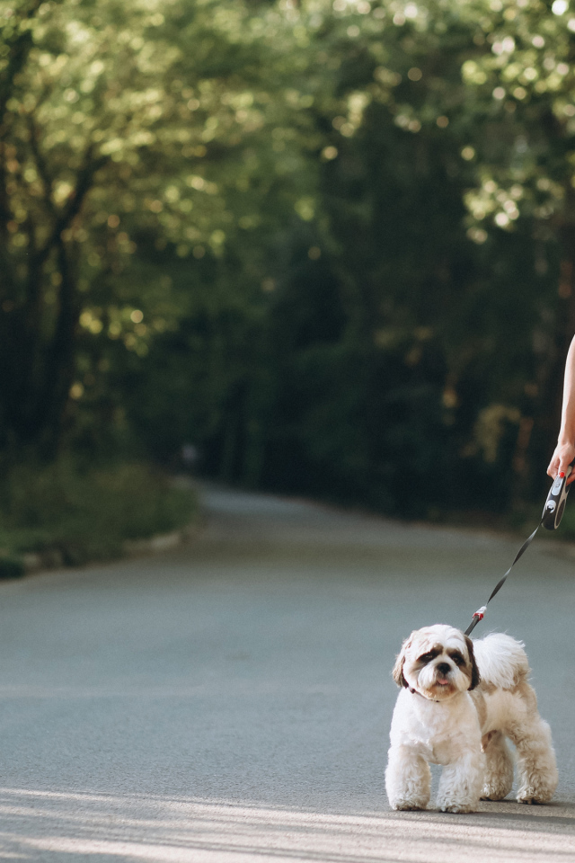 Красивая блондинка идет по дороге с собакой