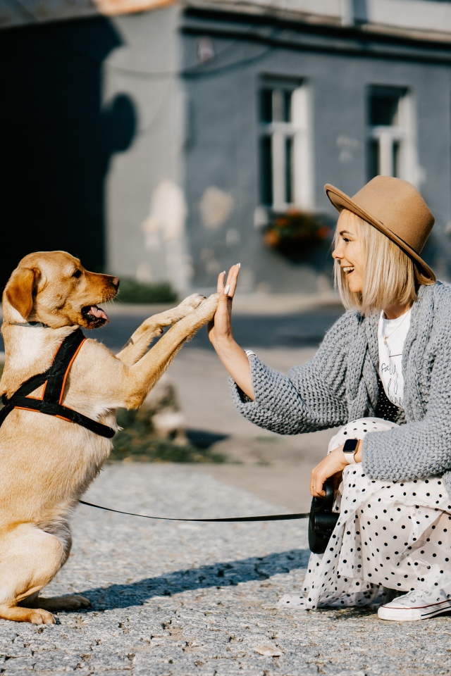 Красивая девушка играет с собакой 