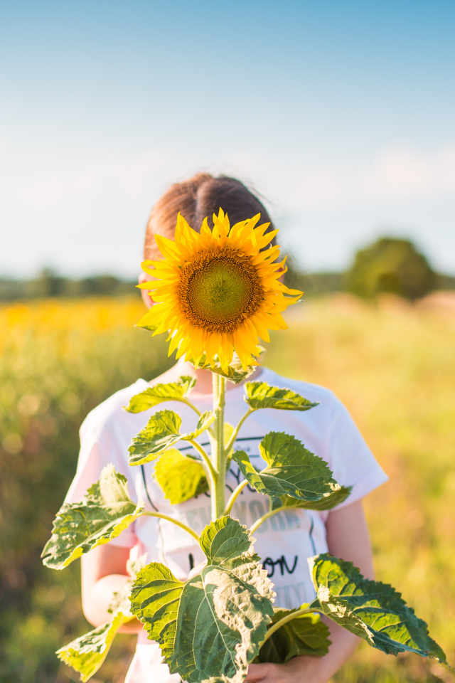 Девушка прячется за цветком подсолнуха летом