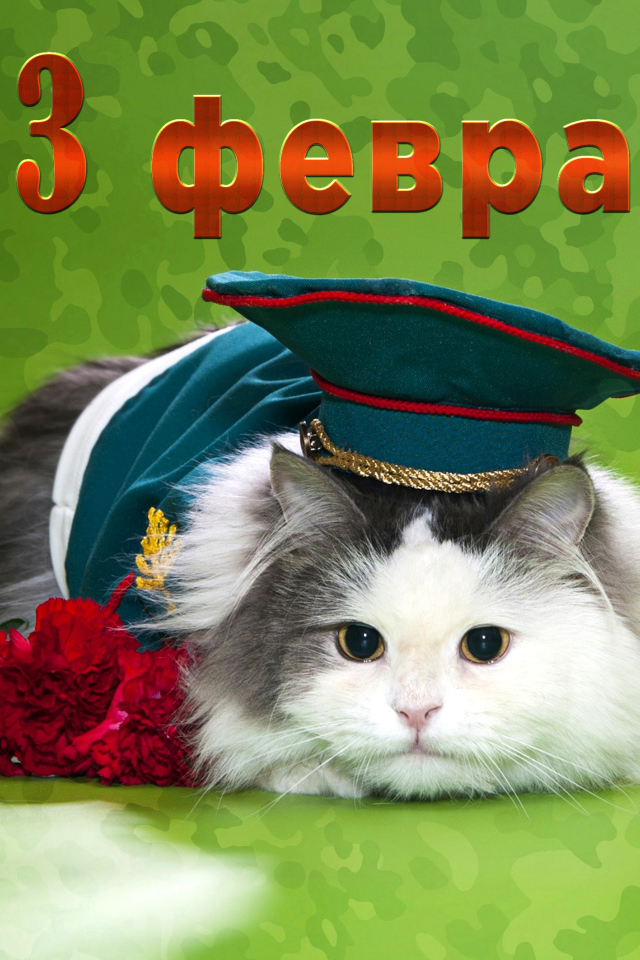 Кот с гвоздиками и фуражке на День Защитника Отечества 23 февраля