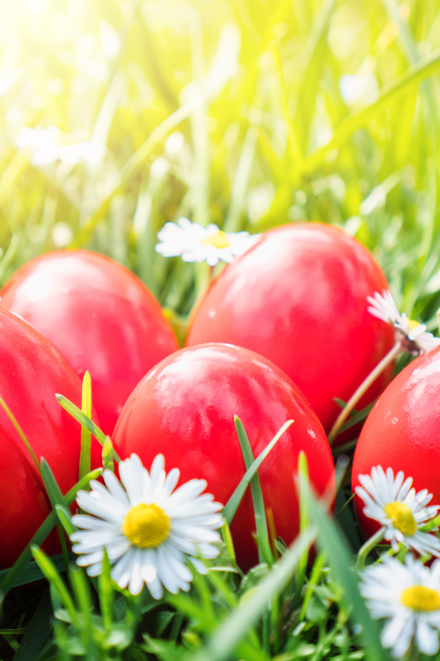 Красные яйца лежат в зеленой траве с белыми ромашками на Пасху