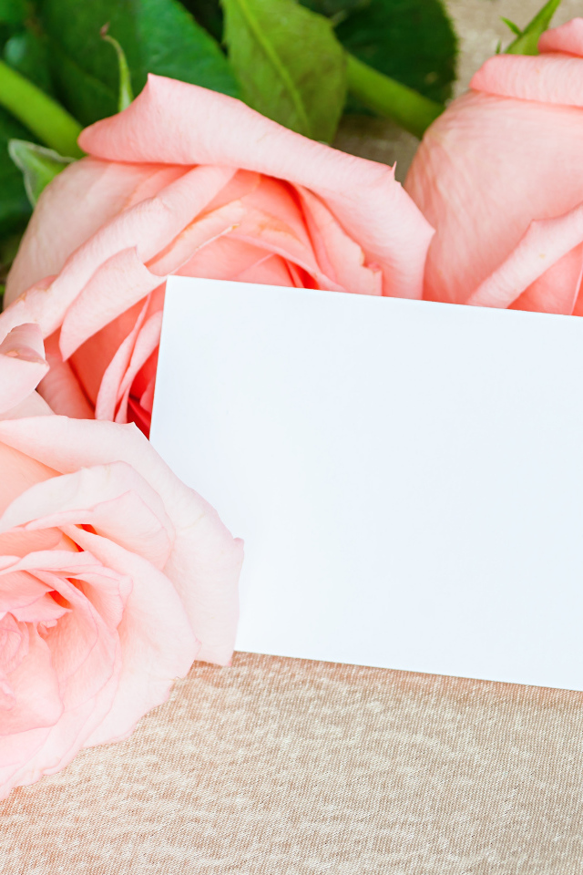 Три розовые розы и лист бумаги, шаблон поздравительной открытки на 8 марта