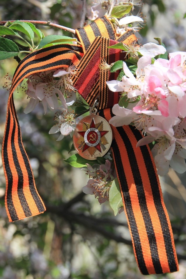 Георгиевская лента и награда на яблоне на 9 мая День Победы 