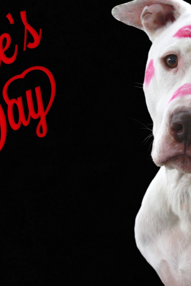 Белый пес со следами помады на черном фоне на День Святого Валентина