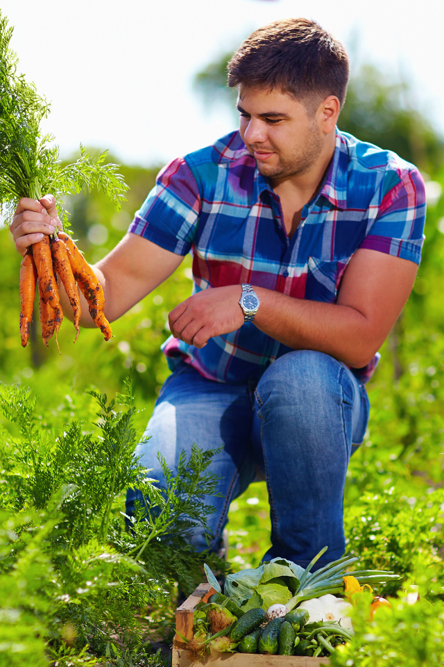 Мужчина фермер собирает урожай моркови