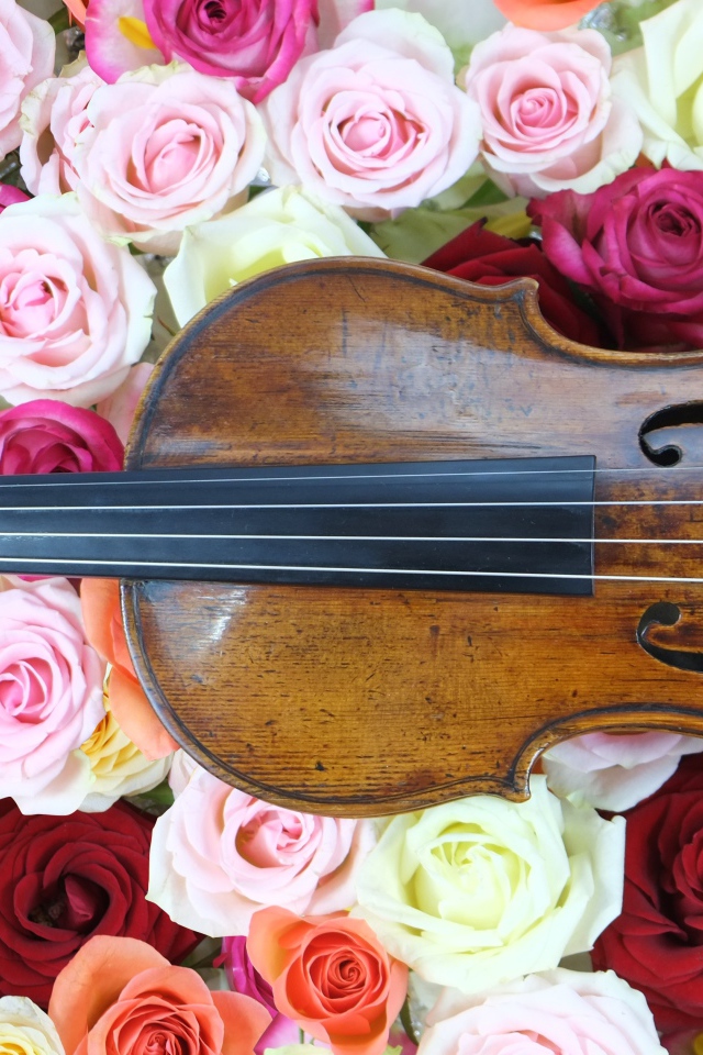 Дорогая скрипка лежит на розах 