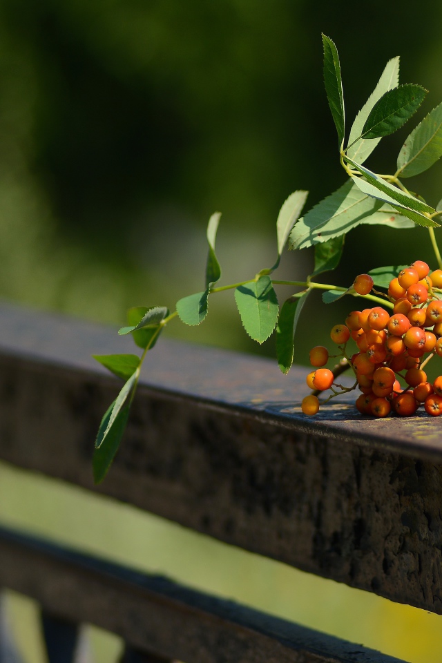 Гроздь оранжевой рябины лежит на перилах