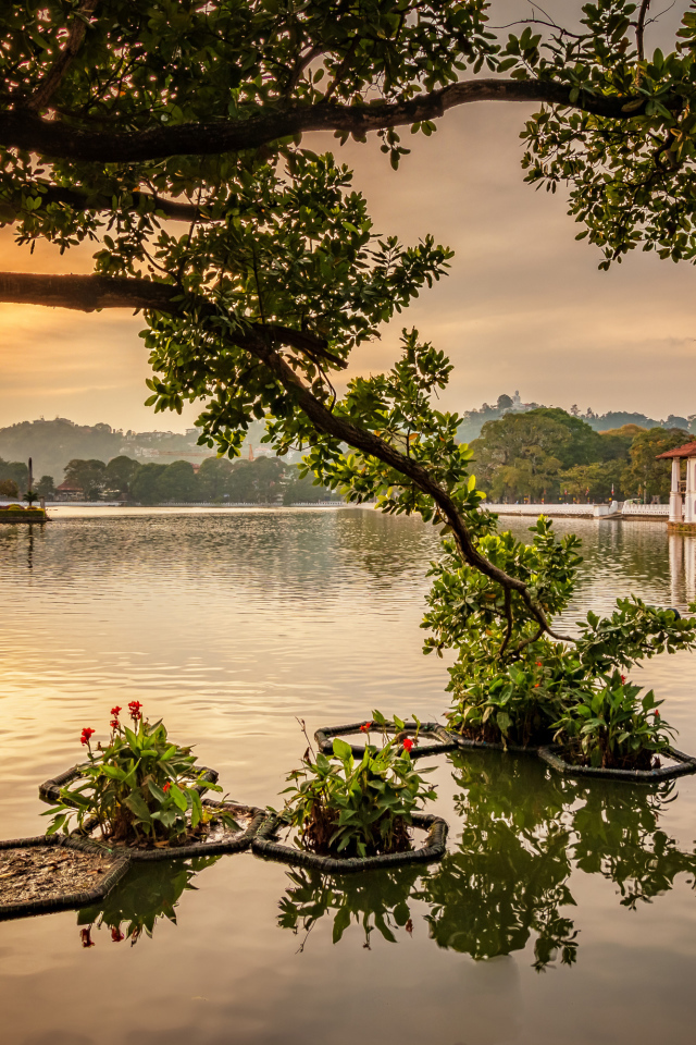 Ветка дерева опустилась в озеро на закате 