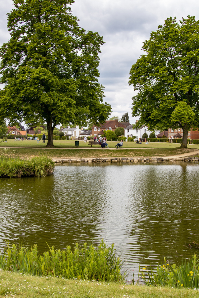 Красивый пруд и деревья в летнем парке 