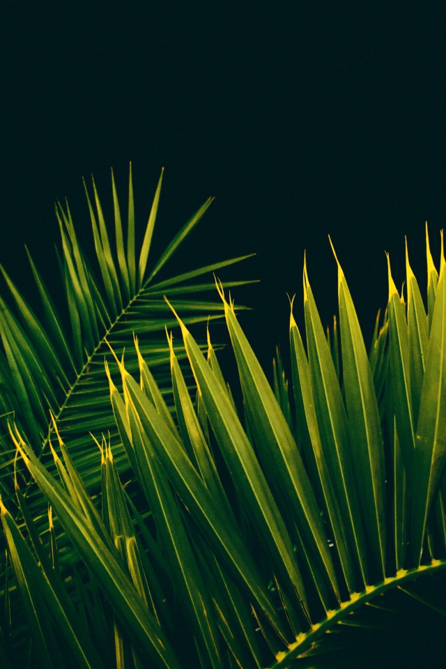 Big green palm leaves on a black background