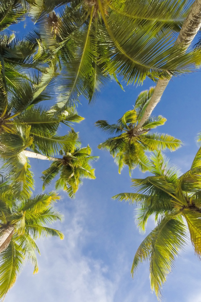 Вид снизу  на зеленые листья пальмы под голубым небом