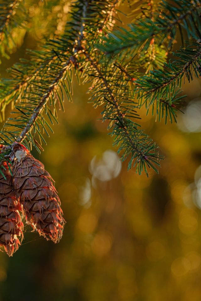 Шишки растут на колючей зеленой ветке ели 