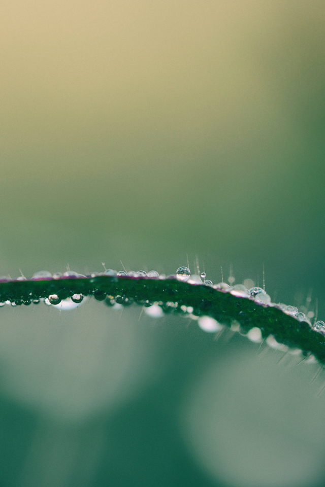 Капля росы на зеленой траве крупным планом