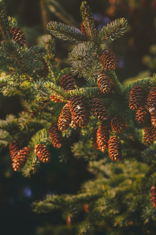 Пушистая еловая ветка с шишками