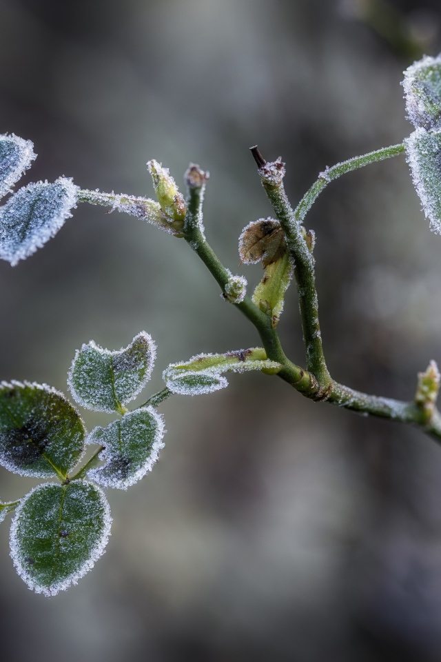 Покрытые инеем зеленые листья розы 