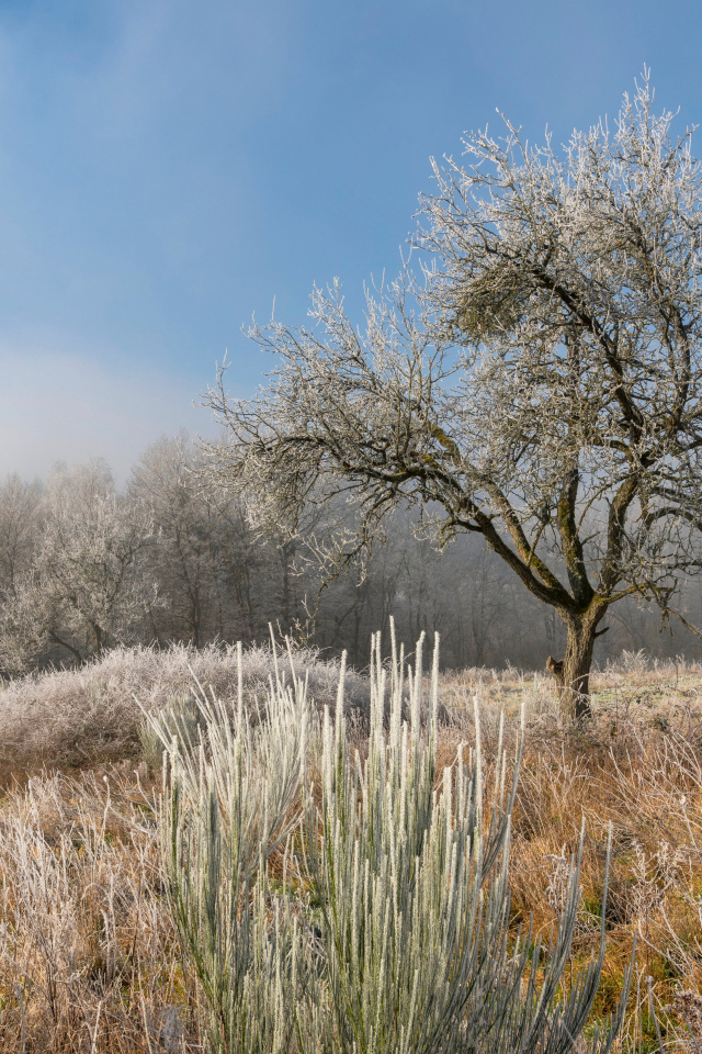 Покрытые инеем земля и деревья на рассвете 