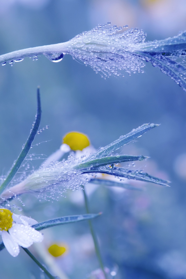 Трава в росе крупным планом