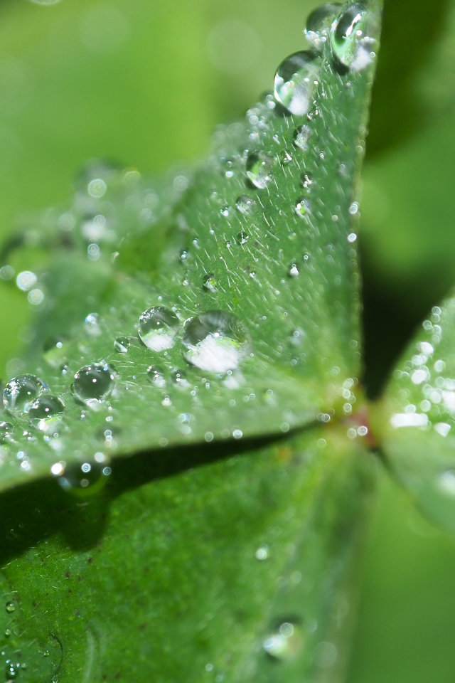 Зеленый лист клевера в каплях росы