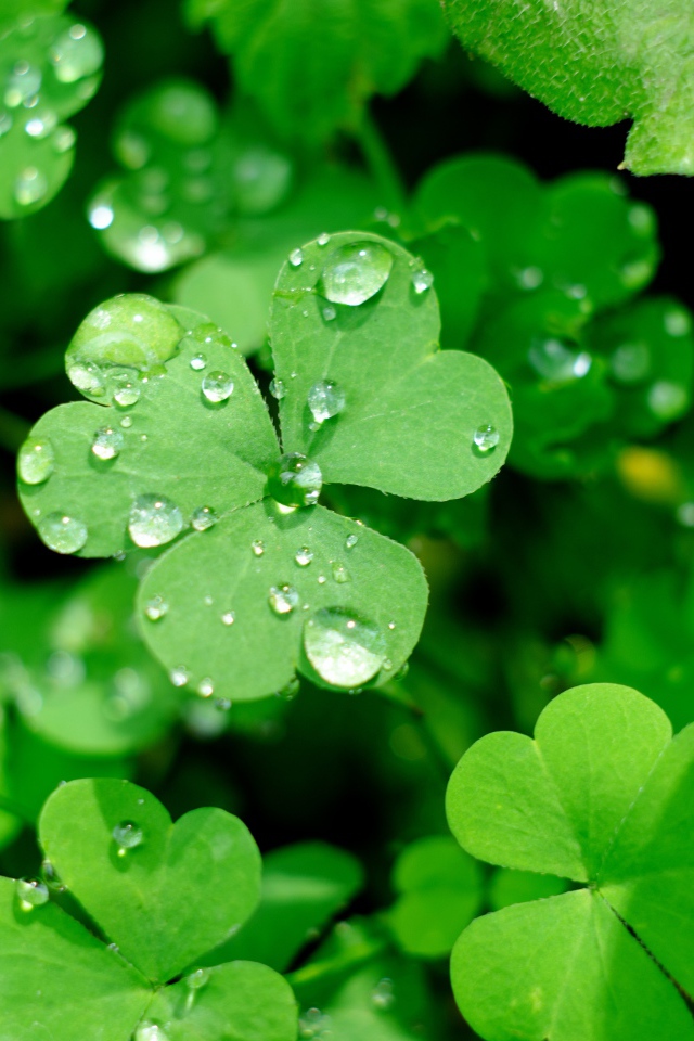 Зеленые листья клевера в каплях воды