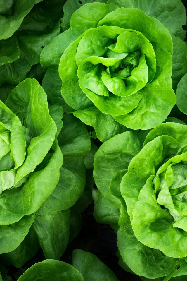 Зеленые листья салата крупным планом