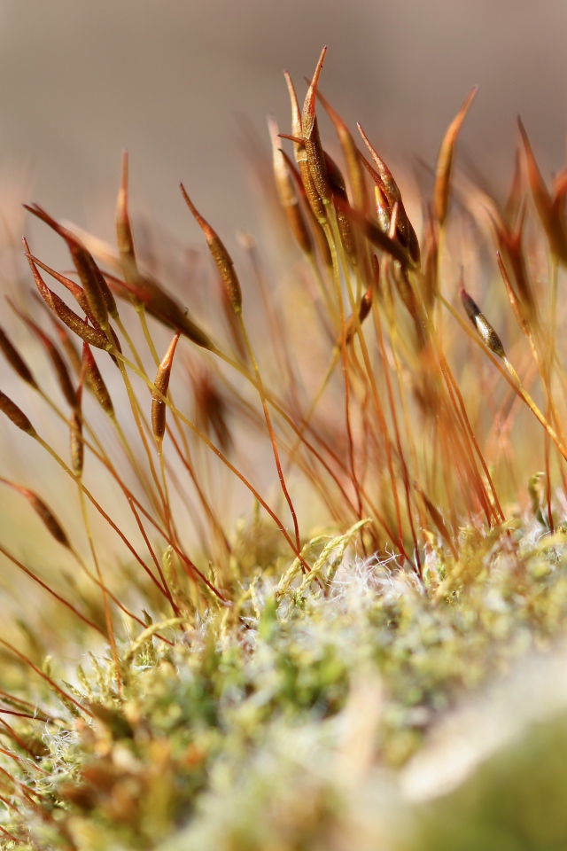 Зеленый мох крупным планом 